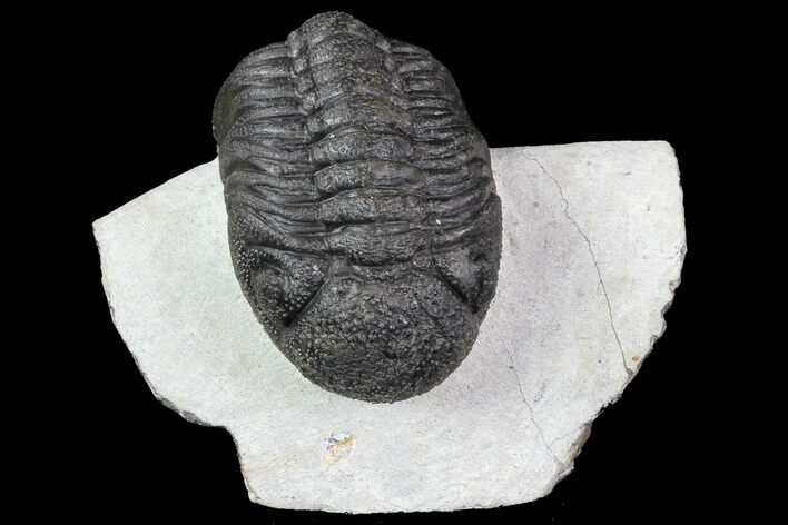 Bargain, Morocops Trilobite - Bumpy Shell #76963